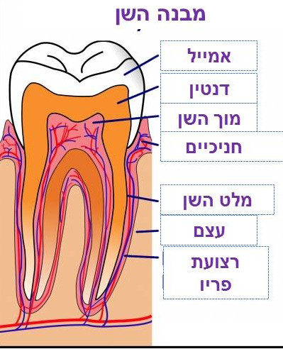 טיפולי שורש, ד